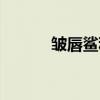 皱唇鲨科（关于皱唇鲨科介绍）