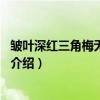皱叶深红三角梅无性系1号（关于皱叶深红三角梅无性系1号介绍）