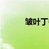 皱叶丁香（关于皱叶丁香介绍）