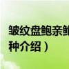 皱纹盘鲍亲鲍和苗种（关于皱纹盘鲍亲鲍和苗种介绍）