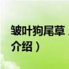 皱叶狗尾草 原变种（关于皱叶狗尾草 原变种介绍）