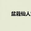 盆栽仙人掌（关于盆栽仙人掌介绍）
