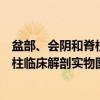 盆部、会阴和脊柱临床解剖实物图谱（关于盆部、会阴和脊柱临床解剖实物图谱介绍）