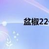 盆椒22号（关于盆椒22号介绍）