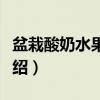 盆栽酸奶水果沙拉（关于盆栽酸奶水果沙拉介绍）