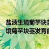 盐渍生境菊芋块茎发育的生态适应性机制研究（关于盐渍生境菊芋块茎发育的生态适应性机制研究介绍）