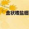 盒状嗜盐细菌（关于盒状嗜盐细菌介绍）