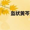 盔状黄芩系（关于盔状黄芩系介绍）
