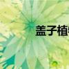 盖子植物（关于盖子植物介绍）