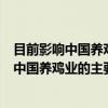 目前影响中国养鸡业的主要疫病及免疫预防（关于目前影响中国养鸡业的主要疫病及免疫预防介绍）
