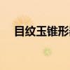 目纹玉锥形器（关于目纹玉锥形器介绍）