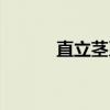 直立茎系（关于直立茎系介绍）