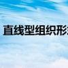直线型组织形式（关于直线型组织形式介绍）