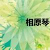 相原琴子（关于相原琴子介绍）