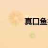 真口鱼类（关于真口鱼类介绍）
