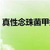 真性念珠菌甲癣（关于真性念珠菌甲癣介绍）
