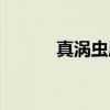 真涡虫属（关于真涡虫属介绍）