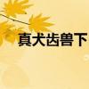 真犬齿兽下目（关于真犬齿兽下目介绍）