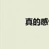 真的感悟（关于真的感悟介绍）