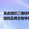 真皮组织三维结构及其生物学机制探索（关于真皮组织三维结构及其生物学机制探索介绍）