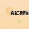 真红树植物（关于真红树植物介绍）