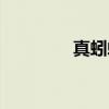 真蚓螈（关于真蚓螈介绍）