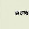 真罗椿姬（关于真罗椿姬介绍）