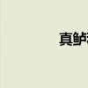 真鲈科(关于真鲈科介绍) 真鲈科(关于真鲈科介绍)