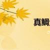 真鲷鱼（关于真鲷鱼介绍）