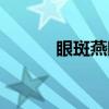 眼斑燕鸥（关于眼斑燕鸥介绍）