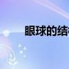 眼球的结构(关于眼球的结构介绍) 眼球的结构(关于眼球的结构介绍)