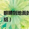 眼睛到地面的距离（关于眼睛到地面的距离介绍）