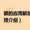 眼的应用解剖和生理（关于眼的应用解剖和生理介绍）