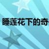 睡莲花下的奇书（关于睡莲花下的奇书介绍）