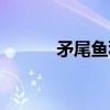 矛尾鱼科（关于矛尾鱼科介绍）