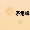 矛角蝉族（关于矛角蝉族介绍）