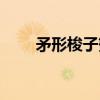 矛形梭子蟹（关于矛形梭子蟹介绍）