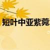 短叶中亚紫菀木（关于短叶中亚紫菀木介绍）