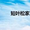短叶松家系（关于短叶松家系介绍）