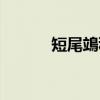 短尾鴗科（关于短尾鴗科介绍）