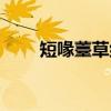 短喙薹草组（关于短喙薹草组介绍）