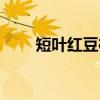 短叶红豆杉（关于短叶红豆杉介绍）