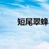 短尾翠蜂鸟(关于短尾翠蜂鸟介绍) 短尾翠蜂鸟(关于短尾翠蜂鸟介绍)