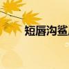 短唇沟鲨属（关于短唇沟鲨属介绍）