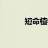 短命植物（关于短命植物介绍）