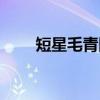 短星毛青冈（关于短星毛青冈介绍）