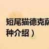 短尾猫德克萨斯亚种（关于短尾猫德克萨斯亚种介绍）