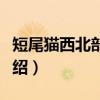短尾猫西北部亚种（关于短尾猫西北部亚种介绍）