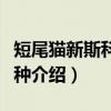 短尾猫新斯科舍亚种（关于短尾猫新斯科舍亚种介绍）