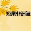 短尾非洲鲑鲤(关于短尾非洲鲑鲤介绍) 短尾非洲鲑鲤(关于短尾非洲鲑鲤介绍)